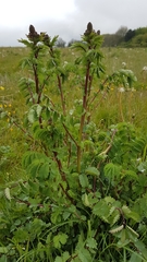 Sanguisorba officinalis