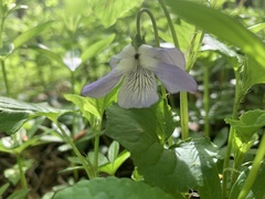 Viola riviniana