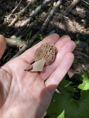 Morchella snyderi