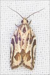 Technitis cataractis