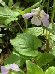 Viola riviniana