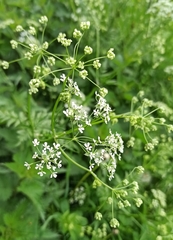Anthriscus sylvestris