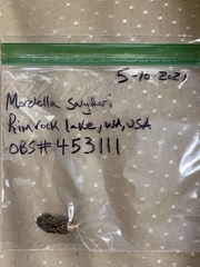 Morchella snyderi