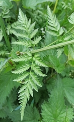 Anthriscus sylvestris