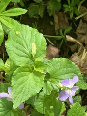 Viola riviniana