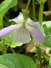 Viola riviniana