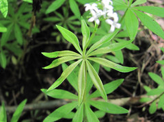 Peronospora calotheca