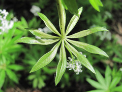 Peronospora calotheca