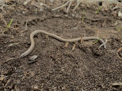 Aprasia striolata