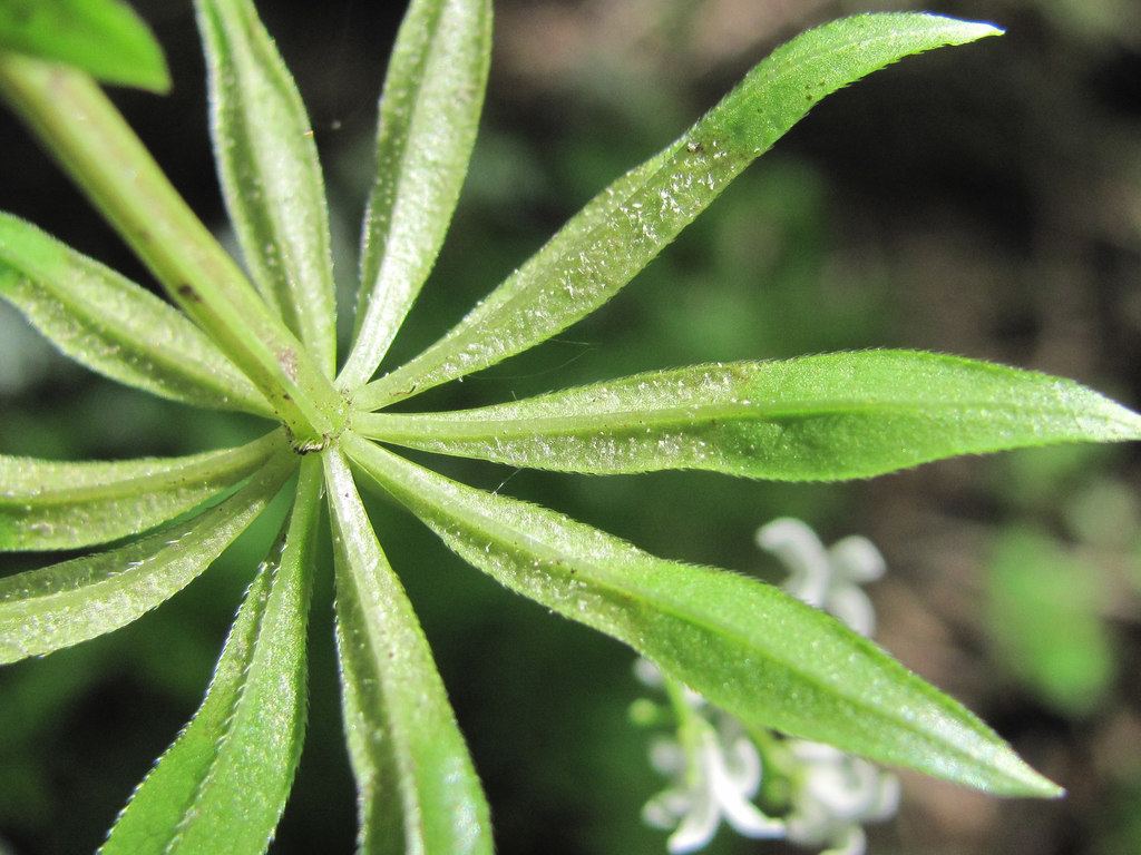 Peronospora calotheca
