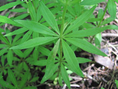 Peronospora calotheca