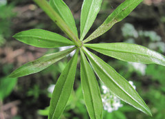 Peronospora calotheca
