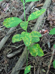 Melampsora euonymi-caprearum