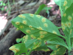 Melampsora euonymi-caprearum