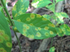 Melampsora euonymi-caprearum
