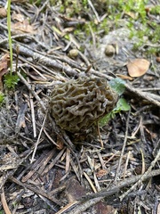 Morchella snyderi