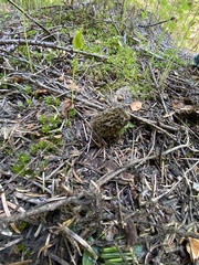Morchella snyderi