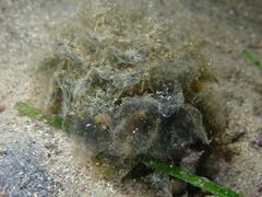 Polybranchia orientalis