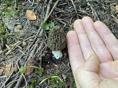 Morchella snyderi