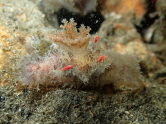 Plocamopherus ceylonicus