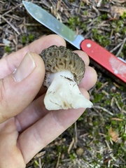 Morchella snyderi