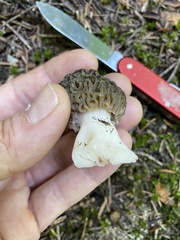 Morchella snyderi