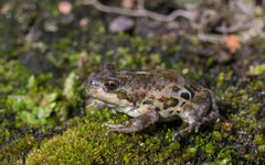 Pleurodema bufoninum