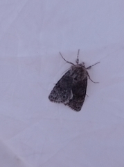 Acronicta cinerea