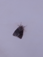 Acronicta cinerea