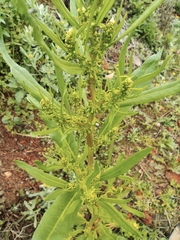 Rumex trisetifer