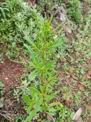 Rumex trisetifer