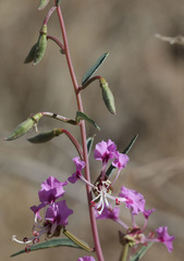Clarkia tembloriensis