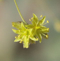 Eriogonum clavatum