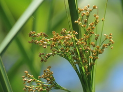 Cladium mariscus mariscus