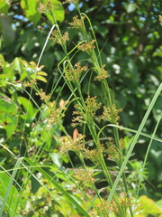 Cladium mariscus mariscus