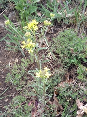 Erysimum crepidifolium