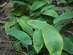 Stachyphrynium spicatum