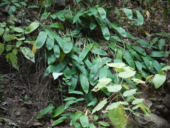 Stachyphrynium spicatum