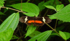 Heliconius clysonymus