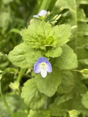 Veronica persica