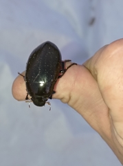 Hydrophilus aterrimus