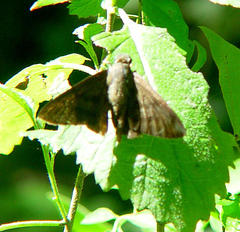 Astraptes