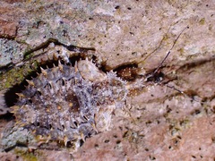 Centrocnemis