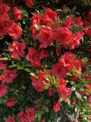 Rhododendron