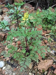 Corydalis ophiocarpa