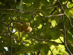 Sterculia guttata