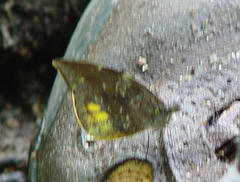 Dismorphiinae