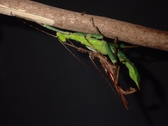 Heteropteryx dilatata