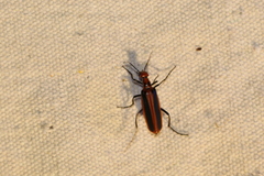 Pyrota tenuicostatis