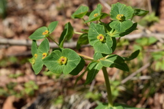 Euphorbia hylonoma